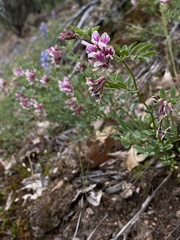 Hosackia stipularis ottleyi
