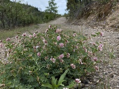 Hosackia stipularis ottleyi