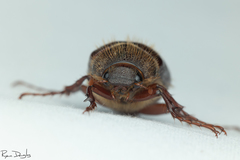 Phyllophaga hirticula