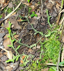 Selaginella apoda