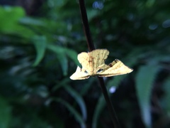 Corymica arnearia