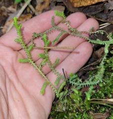 Selaginella apoda