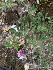 Hosackia stipularis ottleyi