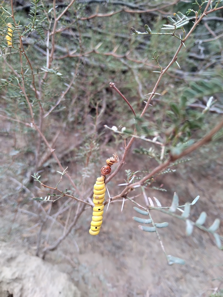 Prosopis strombulifera (Lam.) Benth. 2