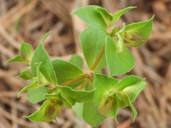 Euphorbia