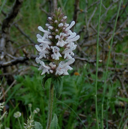 Balkan betony (Betonica scardica)