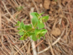 Euphorbia