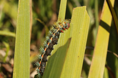 Pseudautomeris grammivora