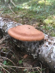Fomitopsis betulina