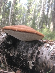 Fomitopsis betulina