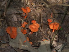 Cantharellus texensis