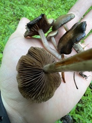 Psilocybe ovoideocystidiata