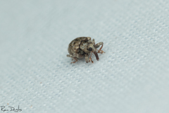 Conotrachelus recessus