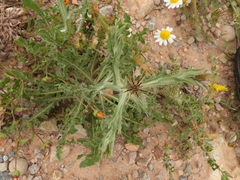 Centaurea sphaerocephala