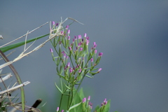 Zeltnera muehlenbergii