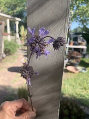 Salvia sonomensis
