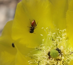 Macrotera