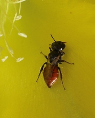 Macrotera