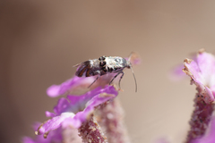 Lithariapteryx abroniaeella