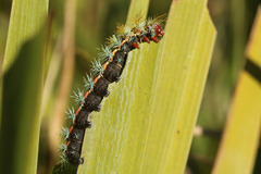 Pseudautomeris grammivora