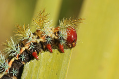 Pseudautomeris grammivora