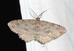 Melanolophia signataria