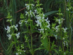Stachys annua