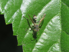 Mischocyttarus pallidipectus