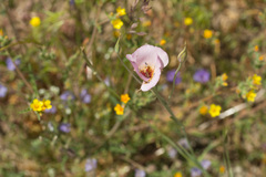 Calochortus palmeri