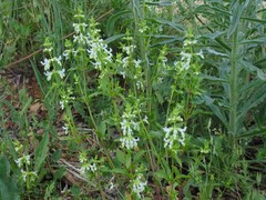 Stachys annua