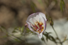 Calochortus palmeri