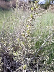 Atriplex canescens