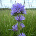 Bristly Bellflower - Photo (c) Dag Lindgren, some rights reserved (CC BY-SA)