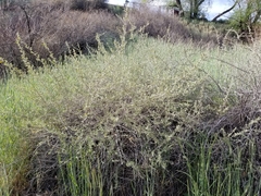 Atriplex canescens