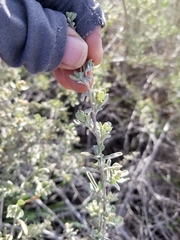 Atriplex canescens
