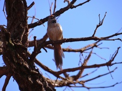 Synallaxis albescens