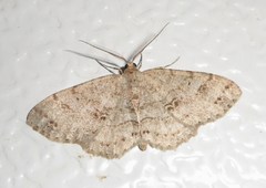 Melanolophia signataria