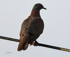 Patagioenas cayennensis