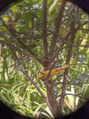 Ramphocelus dimidiatus