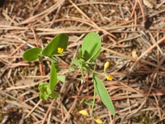 Coronilla scorpioides