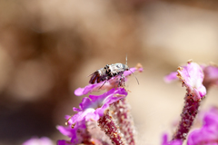 Lithariapteryx abroniaeella