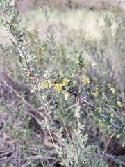 Purshia tridentata