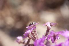 Lithariapteryx abroniaeella