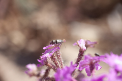 Lithariapteryx abroniaeella