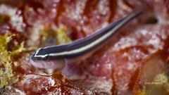 Elacatinus prochilos