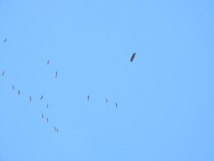 Haliaeetus albicilla