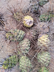 Tephrocactus aoracanthus