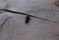 Microlestes minutulus