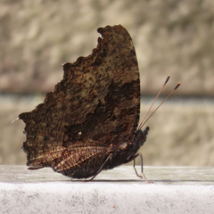 Kaniska canace nojaponicum