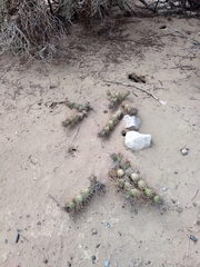 Tephrocactus aoracanthus